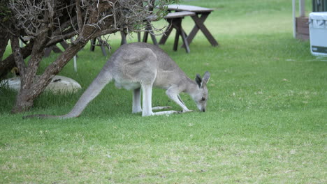 slow motion eastern grey kangaroo grazing on green lawn grass