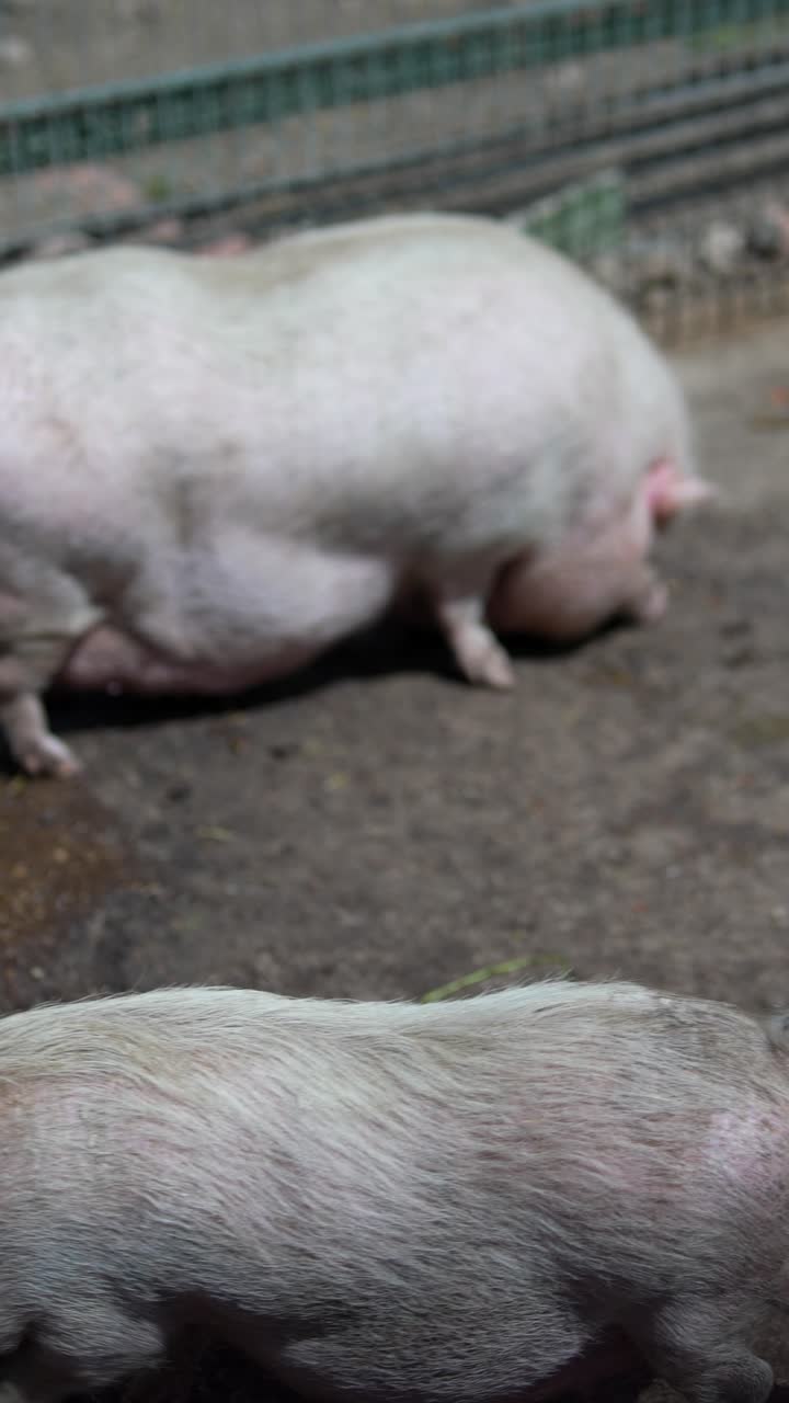 야외에서  돼지