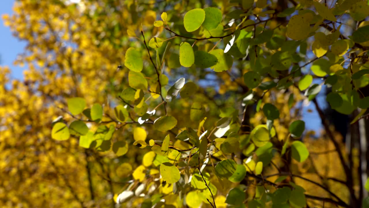 Foglie di pioppo tremulo svolazzanti in autunno.
