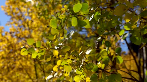 Hojas-De-álamo-Revoloteando-En-Las-Temporadas-De-Otoño