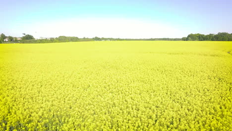 Drohne-Fliegt-Schnell-über-Einem-Riesigen-Rapsfeld