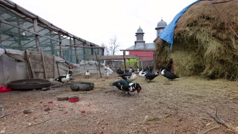 flock of domestic ducks next to haystack at the farm in romania