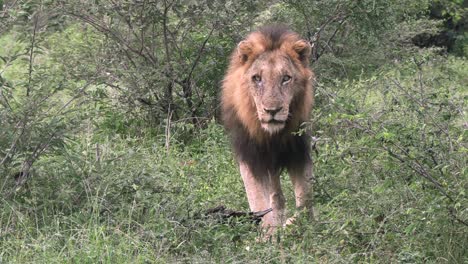 a large male lion with scars on his face moves through the bushes towards the camera