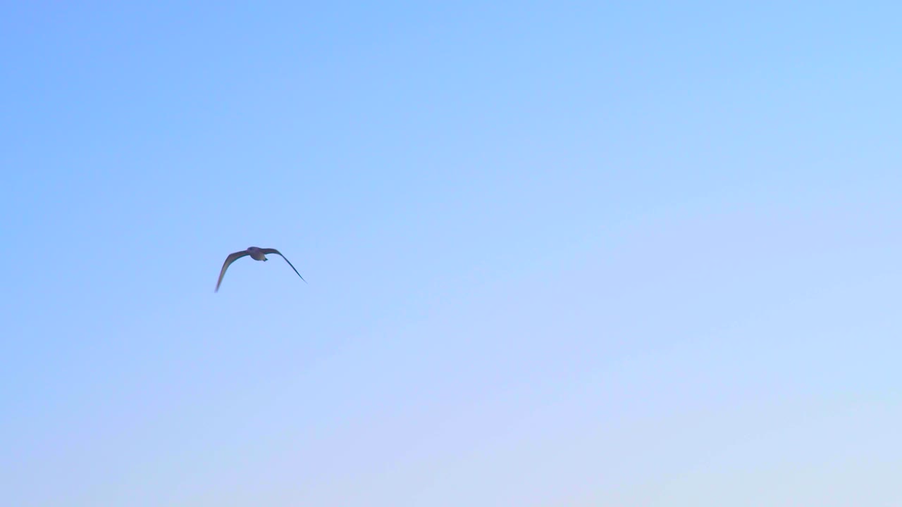 I gabbiani approfittano della brezza marina per rimanere in volo