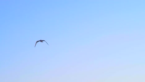 Seagulls-take-advantage-of-the-sea-breeze-to-stay-aloft