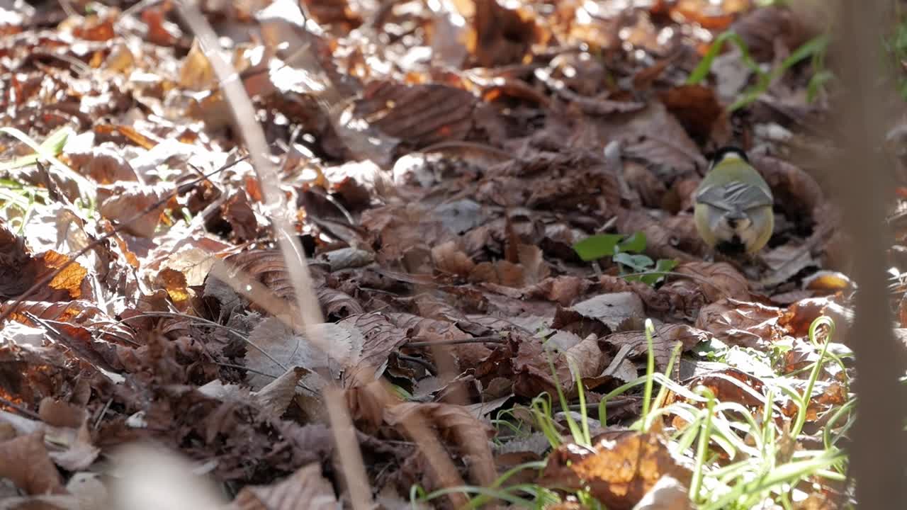 Close-up of a blue tit foraging among the leaves on the forest floor