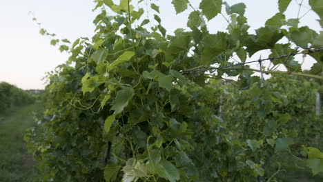 Wunderschöne-Weinbergaufnahmen-Mit-Grünen-Trauben