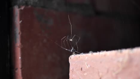 Papá-Patas-Largas-Araña-Australiana-Sobre-Ladrillo-Girando-Telaraña-Alrededor-De-Insectos