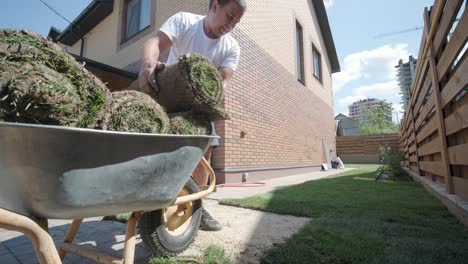 gardener laying lawn in private yard with wooden fence