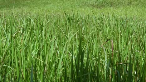 A-perennial-grass-native-to-tropical-and-subtropical-Asia-and-also-introduced-to-several-countries