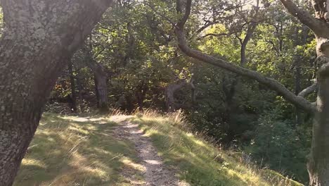 A-magical-view-of-a-path-into-a-deep-forest-on-an-early-autumn-day,-PAN-RIGHT