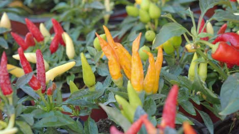 assortment of colorful chili peppers