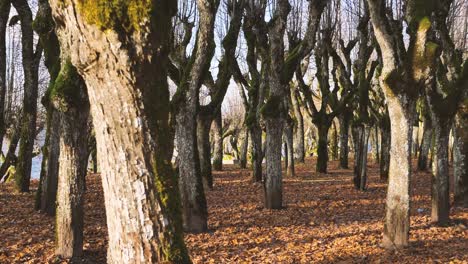 el viejo parque de tilos en el territorio de la mansión, las hojas han caído