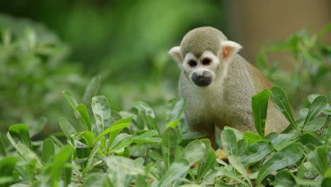 Squirrel-monkey-sitting-on-a-tree-and-looks-around,-warm-and-sunny-day,-RED-4K