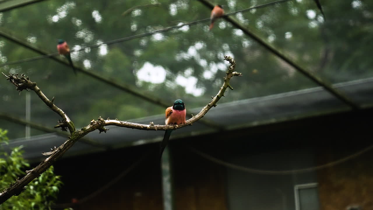 fotografía estática de un pájaro vogel sentado en un palo delgado de un árbol con fondo borroso durante un día nublado