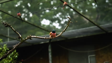 Statische-Aufnahme-Eines-Vogels,-Der-An-Einem-Bewölkten-Tag-Auf-Einem-Dünnen-Stock-Eines-Baumes-Mit-Unscharfem-Hintergrund-Sitzt