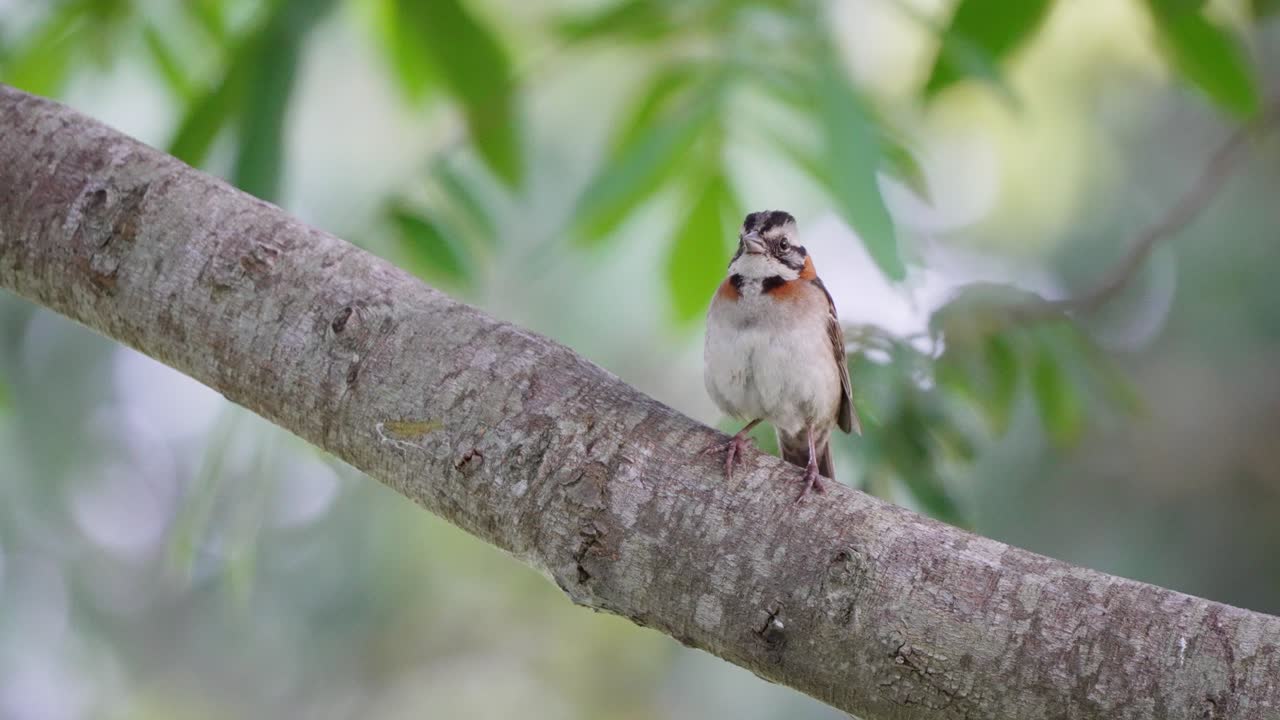 pájaro cantor neotropical gorrión de cuello rufo, zonotrichia capensis posado en la rama de un árbol y maravillado, extiende sus alas y vuela antes de la lluvia con el follaje balanceándose en el fondo