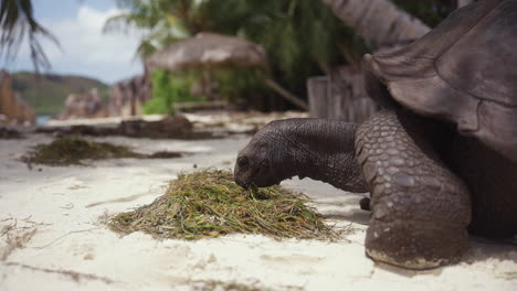 Una-Tortuga-Salvaje-Comiendo-En-Su-Hábitat-Natural-En-Una-Isla-Tropical-En-Una-Playa-Blanca