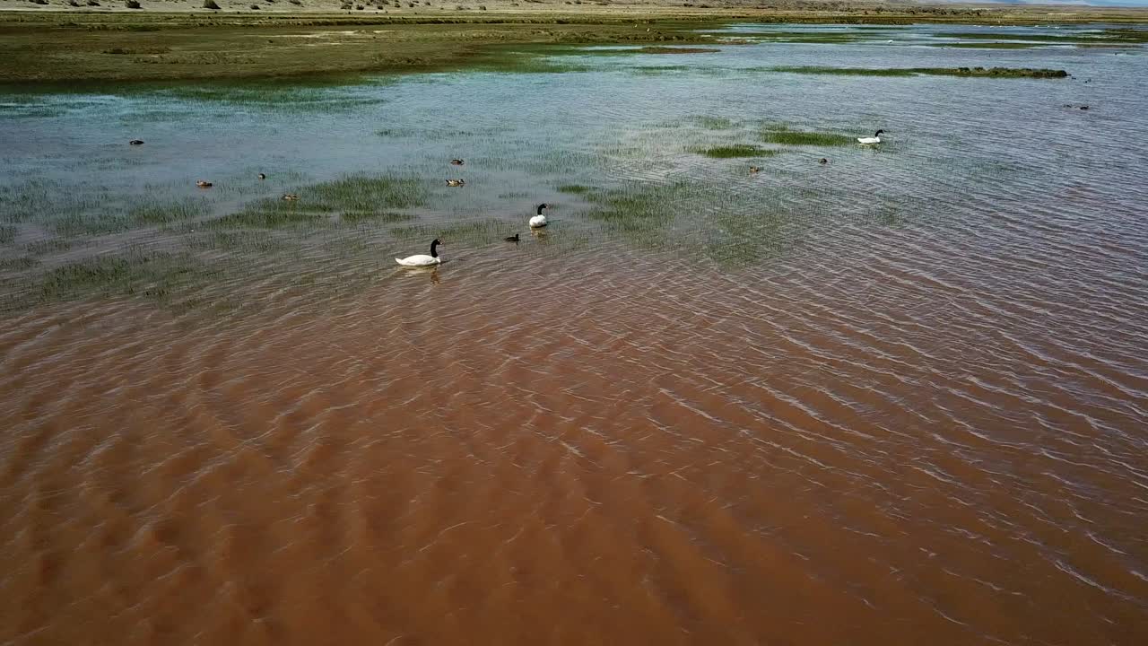 Aerial View of Wild Goose Family Floating on Red River in Wilderness of Rural Argentina