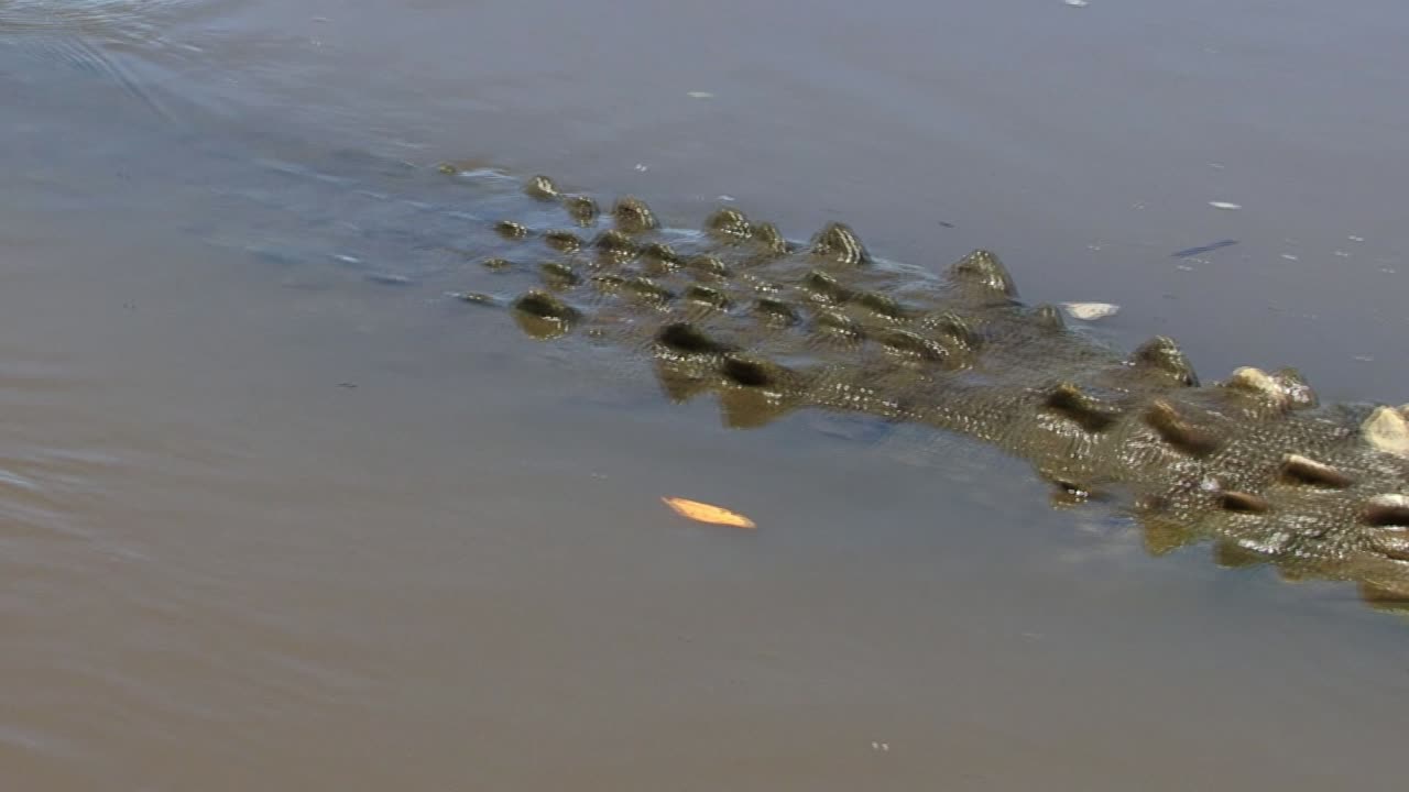 panorámica lenta de un gran cocodrilo en el río tarcoles en costa rica