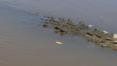 slow panning of a large crocodile in the tarcoles river in costa rica