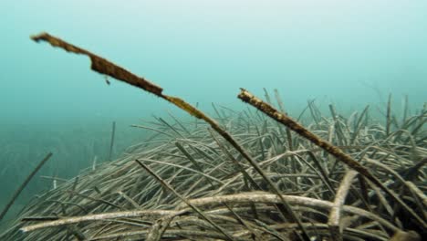 explore seagrass underneath the sea of jerusalem beach in kefalonia island, greece