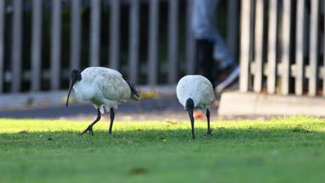 dos ibises en busca de comida en el césped