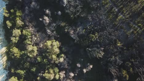 Aerial-view-looking-down-over-recovering-coastal-and-eucalypt-forest-one-year-after-wildfire-affected-the-region