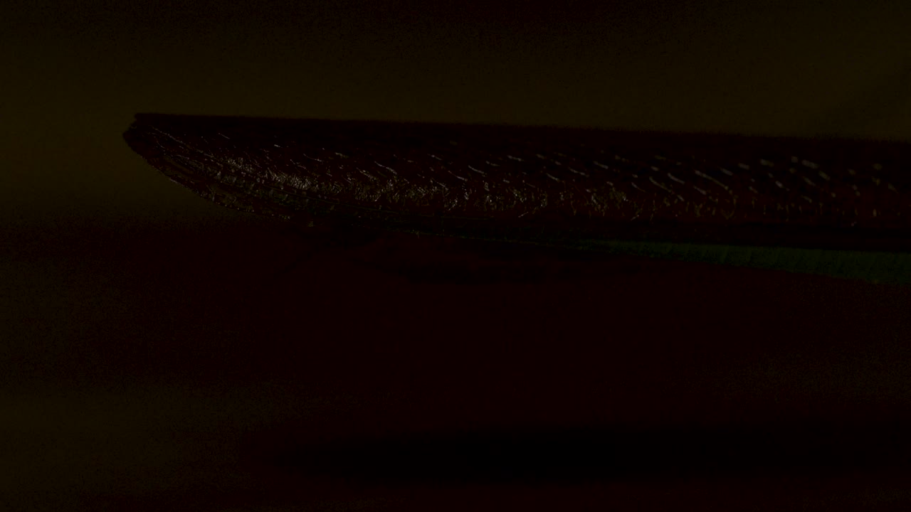 Macro image of a praying mantis (Mantodea) focusing on the tail and wing tip, highlighting the intricate texture, brown-green coloration, and subtle camouflage as it rests on a wooden surface