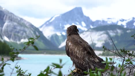 Juvenile-bald-eagle-standing-on-a-branch-with-Banff-National-Park-behind