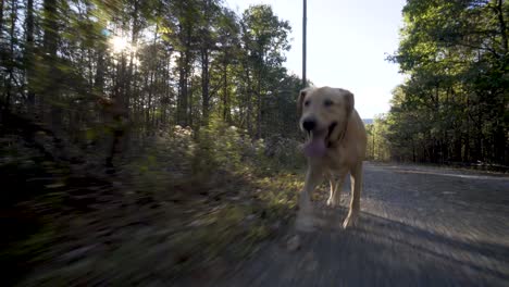 yellow lab walking very fast up a country road with the sun glinting through the trees