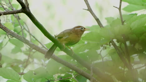 Chinesische-Hwamei-Ließen-Sich-Auf-Zweigen-Nieder-Und-Flogen-Dann-Tagsüber-Im-Regenwald-In-Der-Nähe-Von-Tokio,-Japan,-Davon