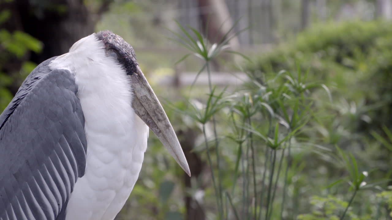 자고 하품하는 대머리 황새의 총을 닫습니다