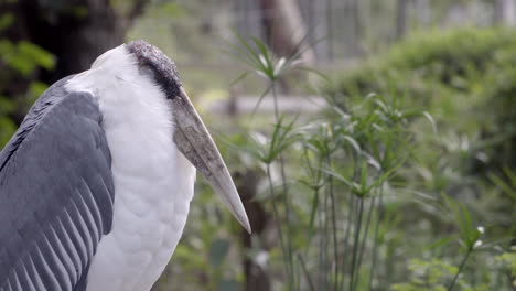 Close-up-shot-of-a-marabou-stork-sleeping-and-yawning