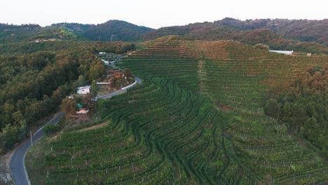 Volando-Sobre-El-Edificio-De-La-Bodega-Y-La-Colina-Verde-De-Los-Viñedos-Durante-La-Hora-Dorada