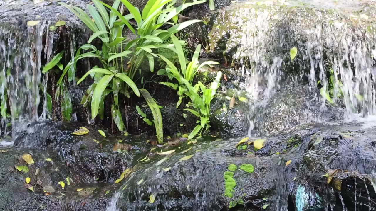 Vibrant green plants thrive beside a gently cascading waterfall over dark, mossy rocks.