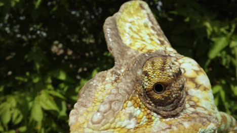 un primerísimo plano del globo ocular del lagarto camaleón, reptil en un árbol