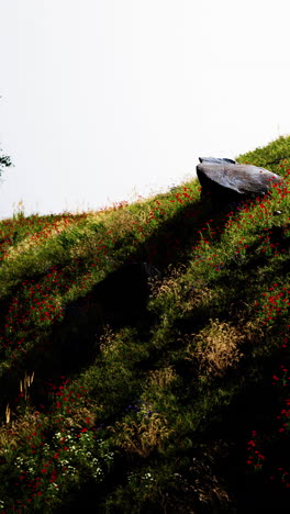 hillside with wildflowers and rocks