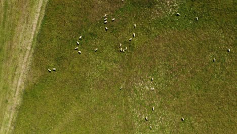 grass blowing in wind with sheep and olive grove