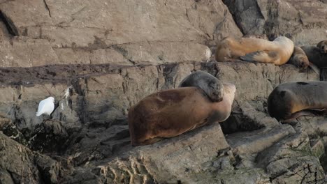 handheld an adorable fur seal cub sleeping comfortable over his mother body