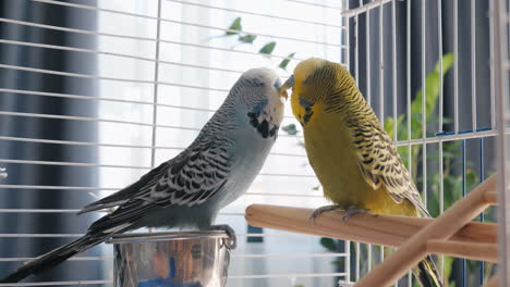 two parakeets in a cage