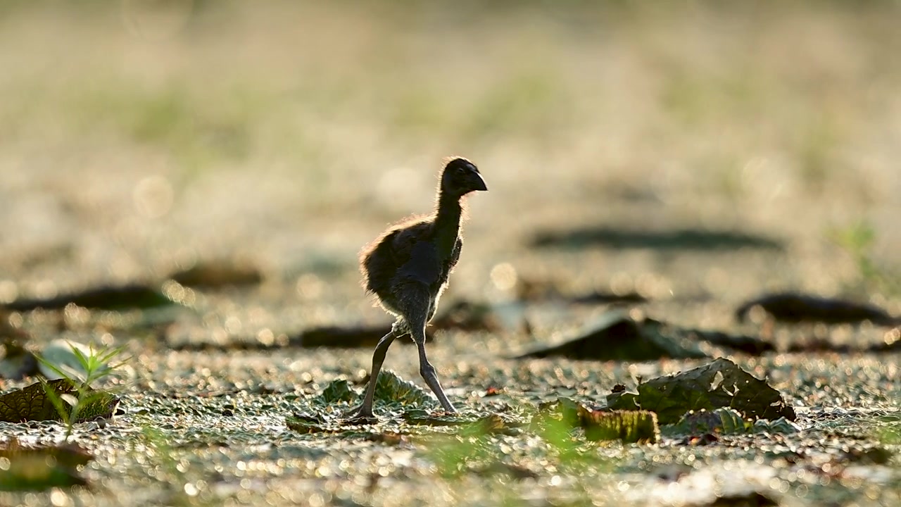 Dettagliato filmato ravvicinato di un adorabile e soffice pulcino nero di pollo sultano che fa passi cauti attraverso foglie di loto verdi durante una tranquilla mattina.