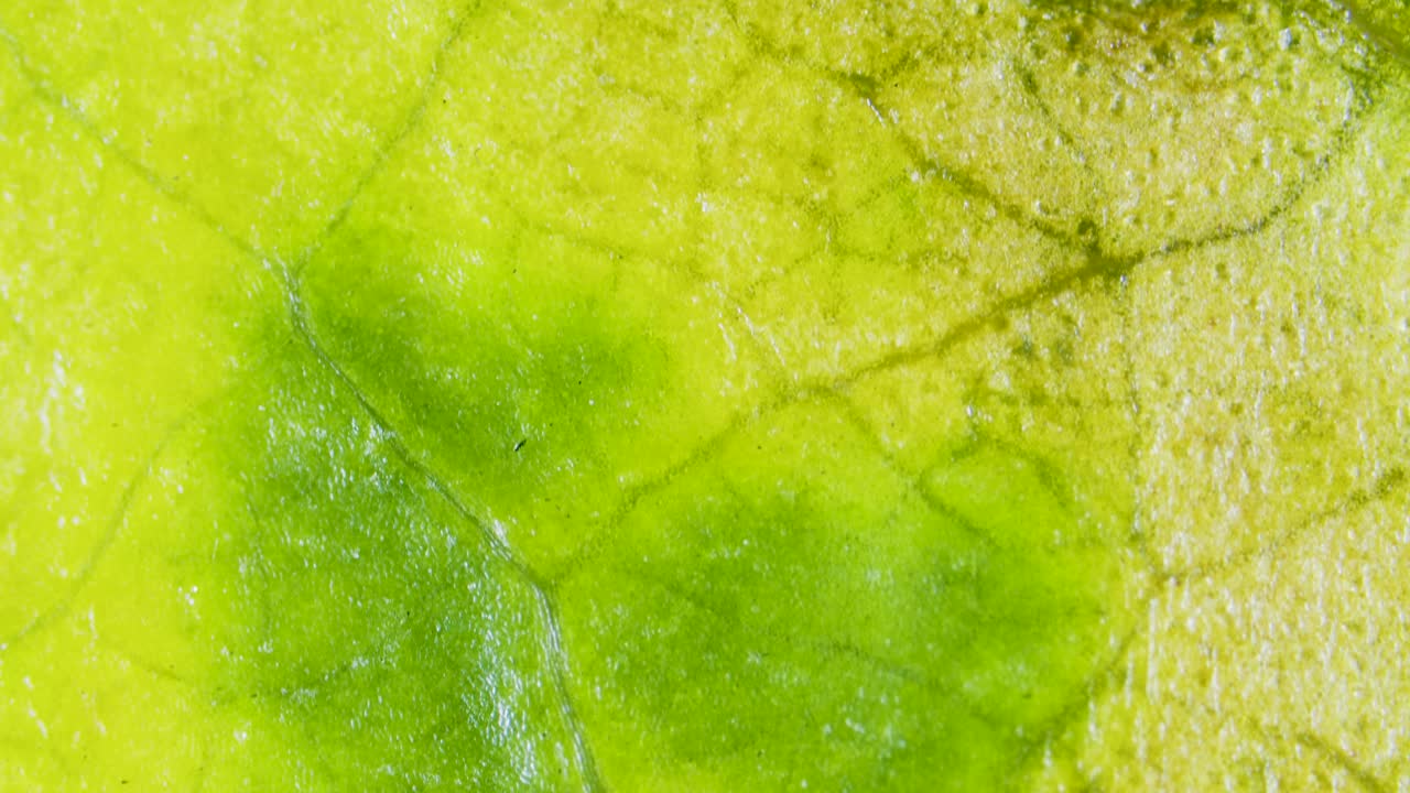 Plant leaf with chlorosis under microscope