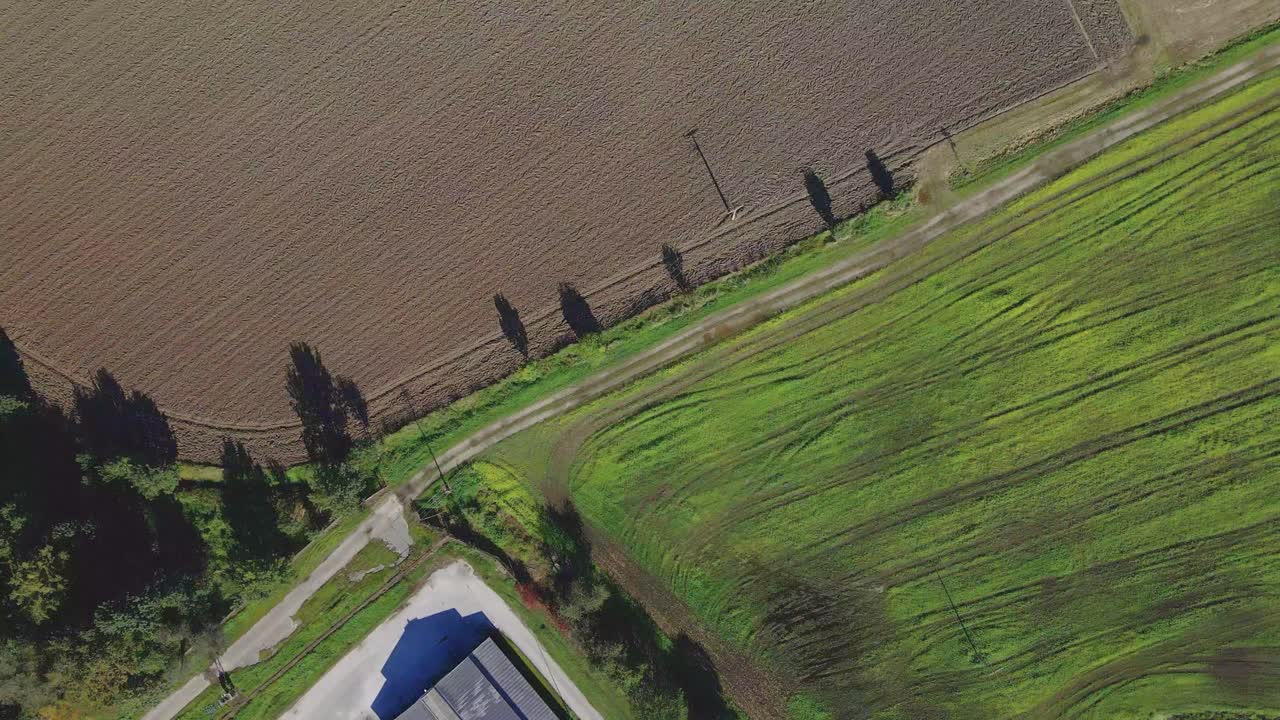 나무의 그림자가 있는 탑다운 샷