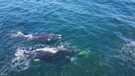 mom and calf southern right whales exhales or spouts moist air, aerial