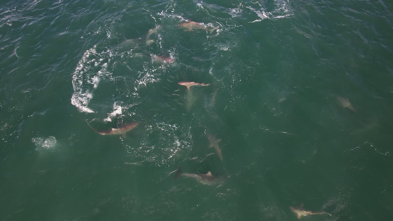 오스트레일리아 nsw 바이런 베이의 바다에서 돌고래와 상어 - 드론 촬영