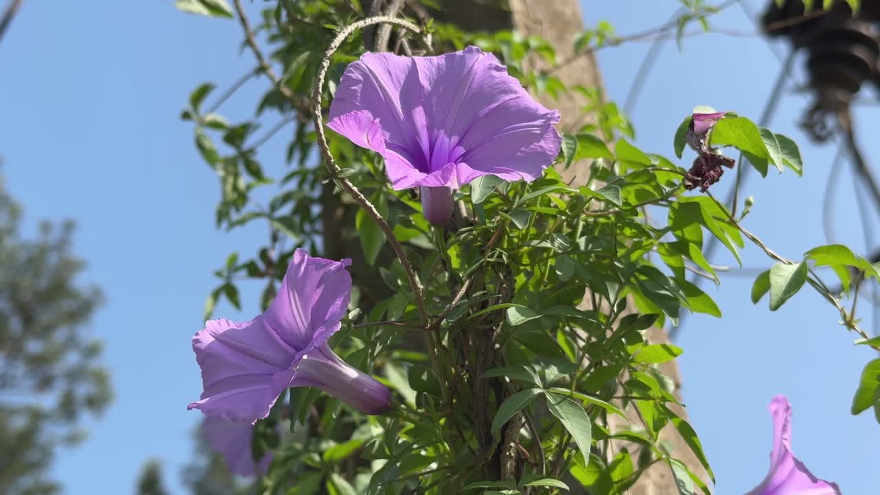 closeup of Ipomoea sagittata is commonly called saltmarsh morning glory. It's a species of flowering plant in the morning glory family