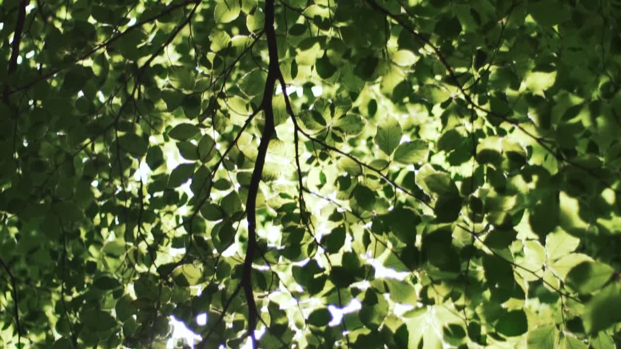 밝은 녹색 잎의 패닝