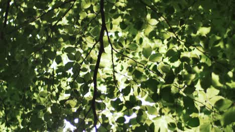 panning down of bright green leaves