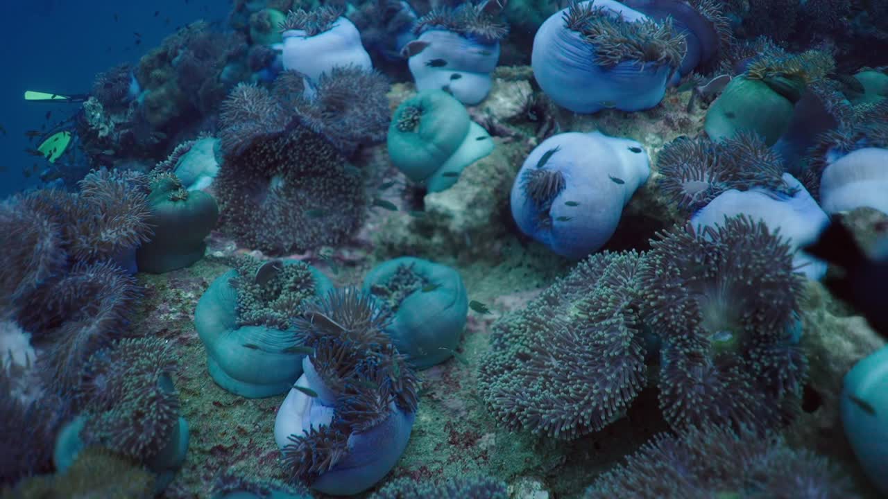 Vibrant Underwater Ecosystem with Sea Anemones, Fish, and a Diver